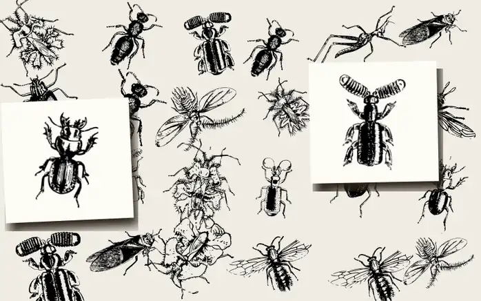 Arcana Entomologica