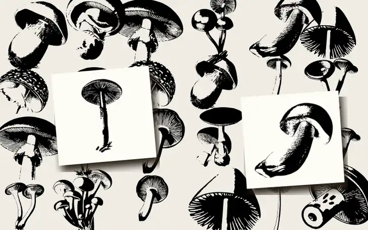 Atlas des Champignons Comestibles et Veneneux