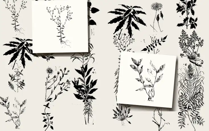 A Curious Herbal