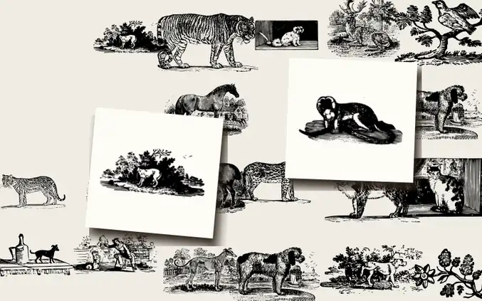 A General History of Quadrupeds