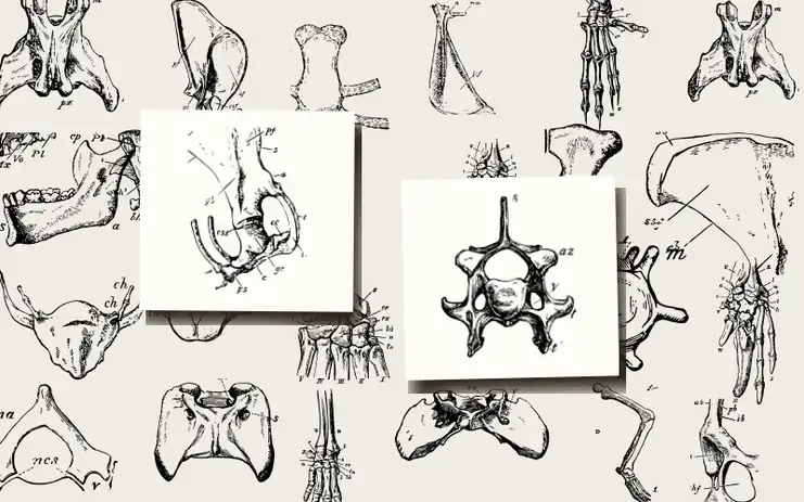 An Introduction to the Osteology of the Mammalia